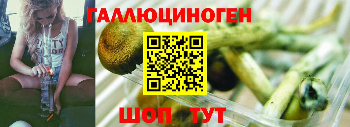 Томск  Псилоцибиновые грибы мухоморы  Вход с VPN  как найти   Псилоцибиновые грибы мицелий 